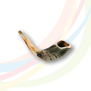 Rams Horn Shofar - Medium