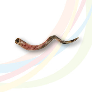 Yemenite Shofar - Medium