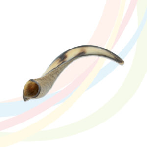 Yemenite Shofar - Small